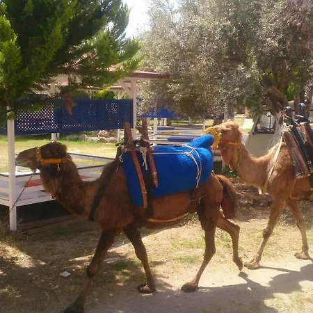 Campingplads Wooden House Bodrum